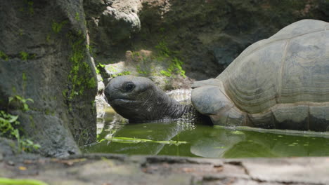 Fütterung-Der-Aldabra-Riesenschildkröte-Im-Bali-Safari-And-Marine-Park-In-Siangan,-Indonesien