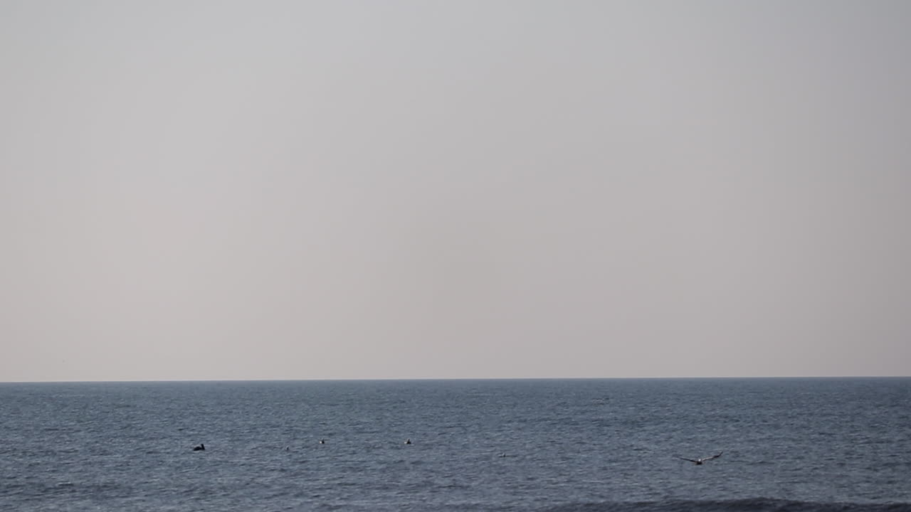 새들이 물고기를 잡으러 바다로 뛰어든다