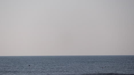 los pájaros se sumergen en el mar para pescar