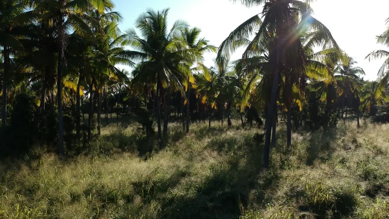 dron de bajo nivel de derecha a izquierda disparó al sol a través de un campo de palmeras en el rancho de hawai