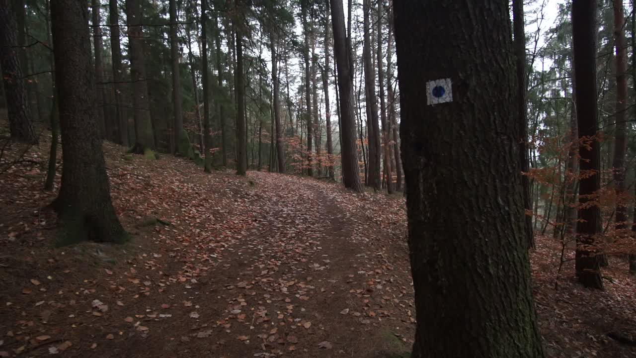 POV First person video of a forest hike in autumn downhill with leaves, trees, bushes, boles, logs, stepping over obstacles
