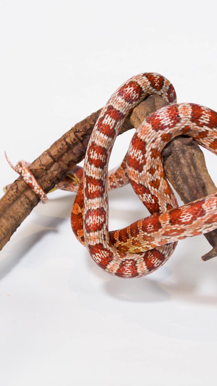 Serpente del grano rosso si avvolge e si muove lungo un ramo di legno su uno sfondo bianco pulito da studio.