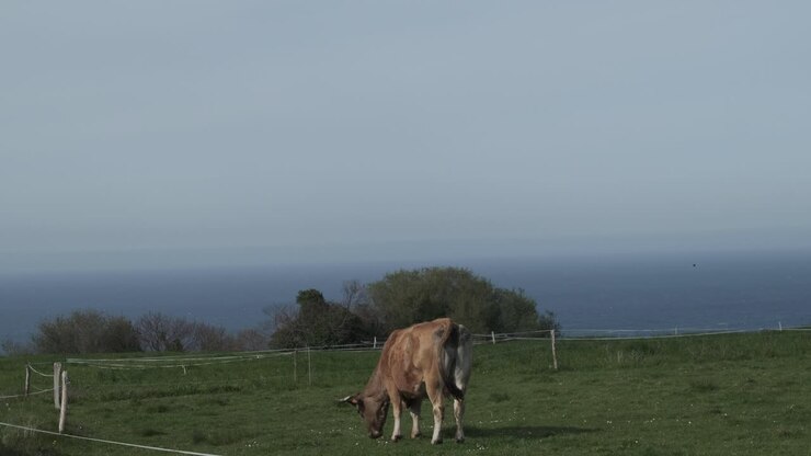 Green Pastures by the Sea: Cow Grazing in Asturias' Picturesque Countryside
