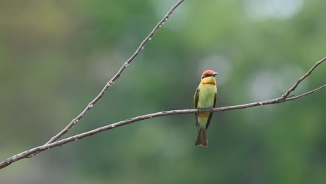 栗子頭蜂食動物 merops leschenaulti 泰國