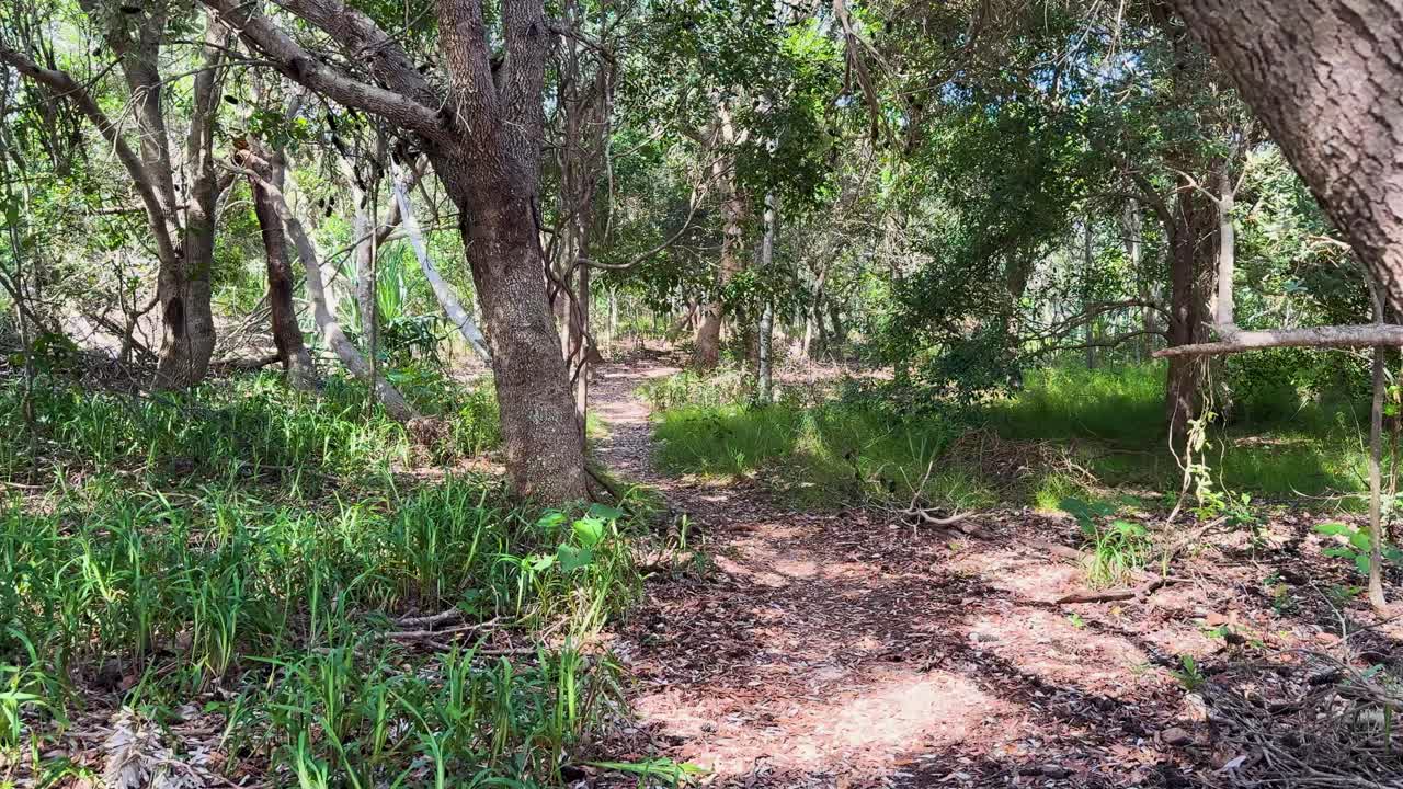 A peaceful journey along a sunlit forest path in northern New South Wales, Australia, showcasing lush greenery and tranquil surroundings