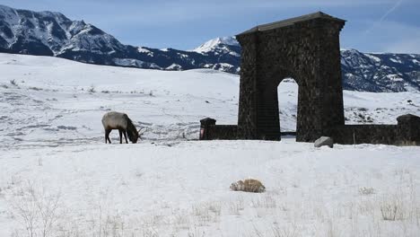 elk eating near the entrance of yellowstone national park during winter