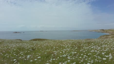 Weite-Aufnahme-Der-Felsigen-Küste-Der-Bretagne-Mit-Weißen-Blüten-Im-Wind