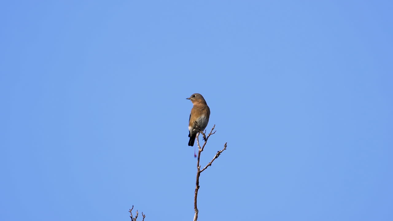Un tordo marrone e bianco sulla cima di un albero con sfondo di cielo blu