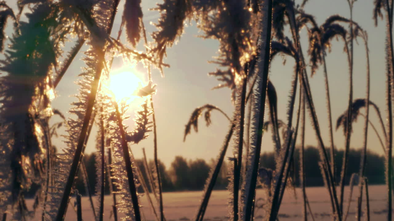 Sole invernale tra canne ghiacciate