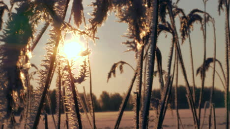 Sol-De-Invierno-Entre-Juncos-Helados