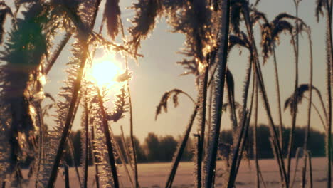 sol de invierno entre juncos helados