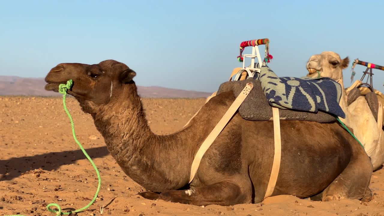 camellos con montura acostada y masticando en el desierto del sahara en marruecos