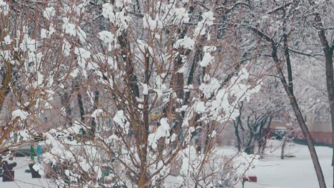 snow melts and falls from high tree branches against park