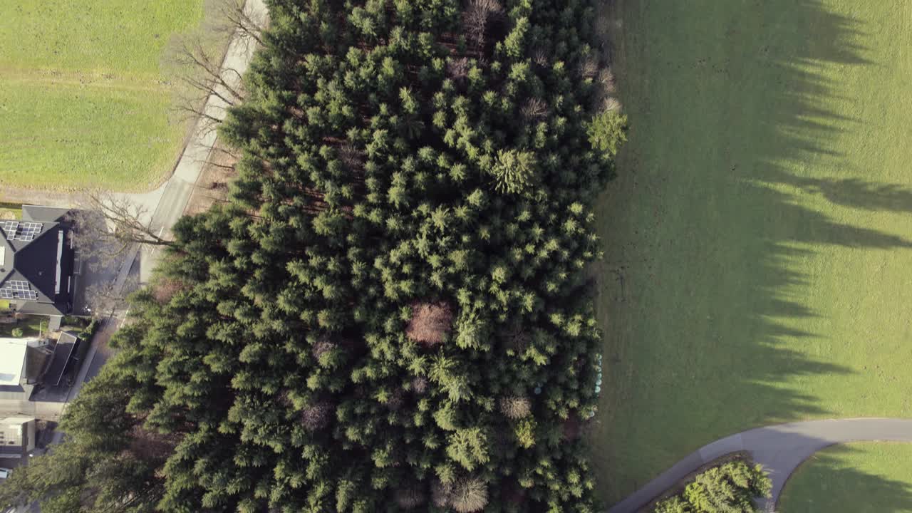 vista aérea de pájaro drone de un bloque de monocultivo de pinos entre campos de hierba, casas y un camino que conduce a través del área rural del valle en un día soleado, austria