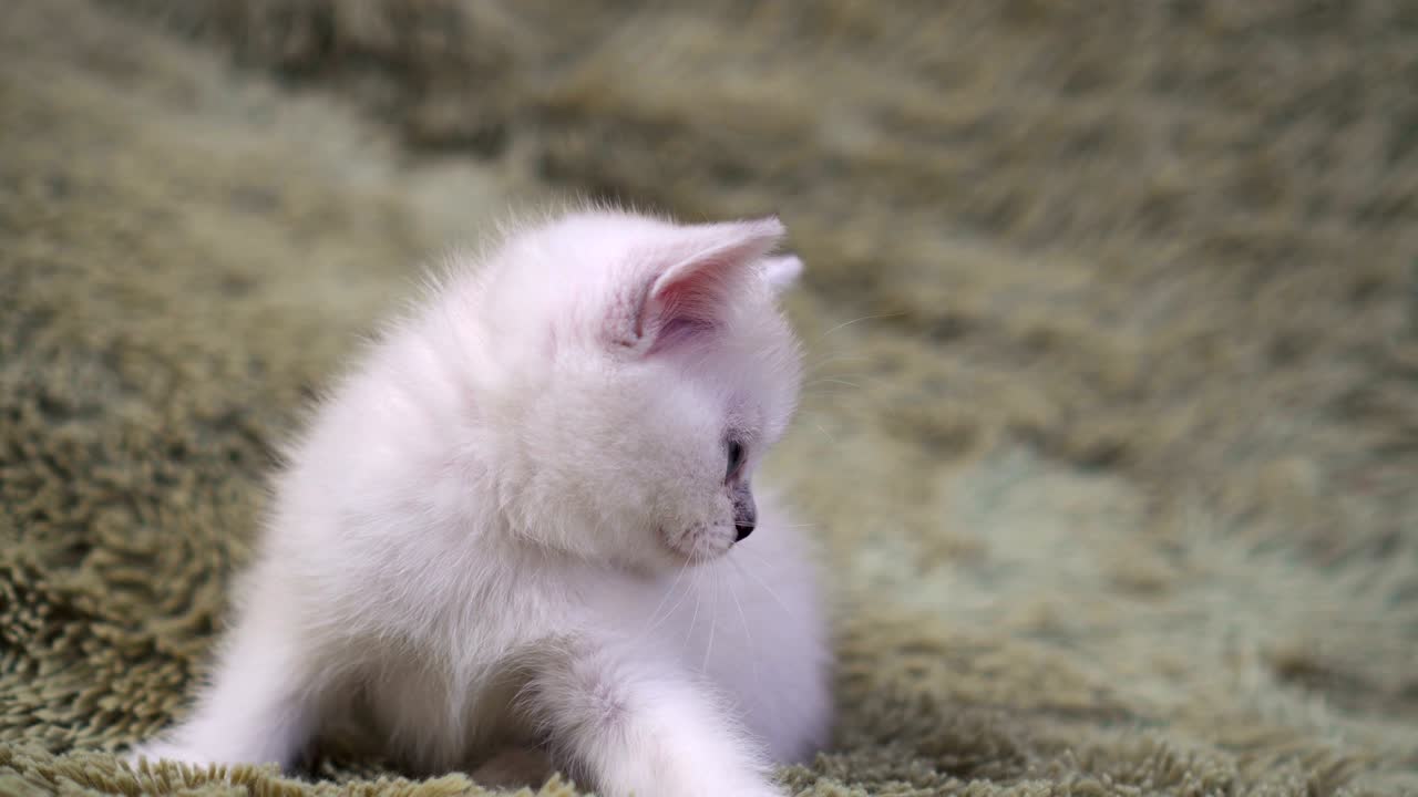 ベッドの上で遊ぶかわいい白い子猫。