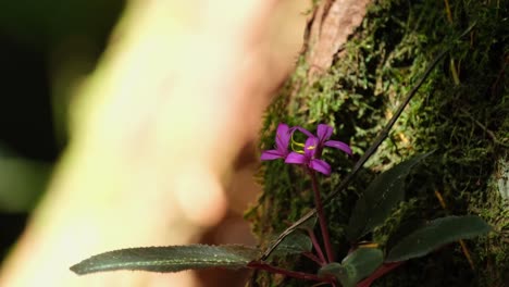 Tief-Im-Wald,-Der-Fast-Der-Nachmittagssonne-Ausgesetzt-Ist,-Sieht-Man,-Wie-Sie-Direkt-Auf-Dem-Fuß-Eines-Moosbewachsenen-Baumes-Wachsen,-Lila-Wildblumen,-Sonerila-Violifolia-Haken