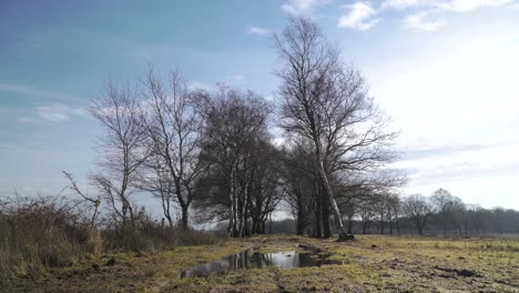 winter landscape with trees and puddle