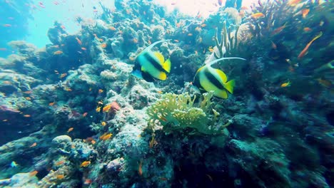 Schwarm-Wimpelfische-Schwimmen-Unter-Wasser-In-Dahab,-Ägypten