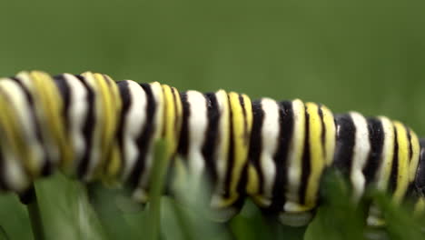 the monarch caterpillar walks on grass