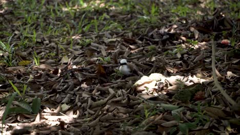 slow-motion of white-crested laughingthrush foraging on the ground - close up, static