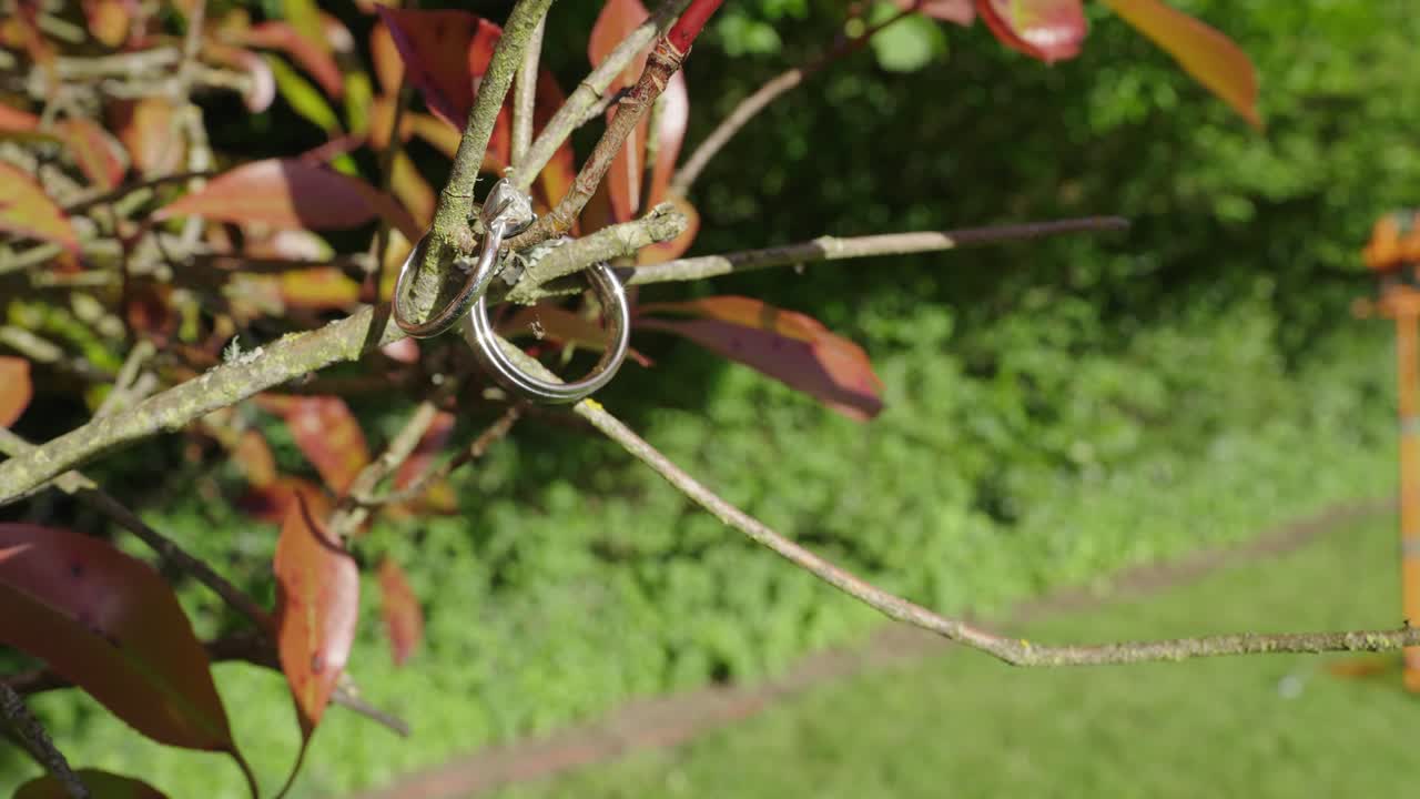 los anillos de boda de plata o de oro blanco cuelgan de una rama de árbol