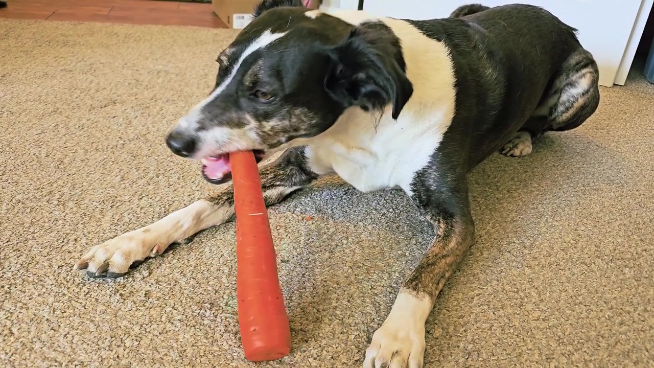 Primer plano de un perro blanco y negro comiendo una zanahoria en el suelo, con las patas delanteras estiradas, golosina vegetal naranja, textura de alfombra y un acogedor ambiente hogareño interior