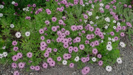 margaritas y flores de color púrpura rosado a través de la hierba verde
