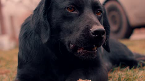 dog eating bone