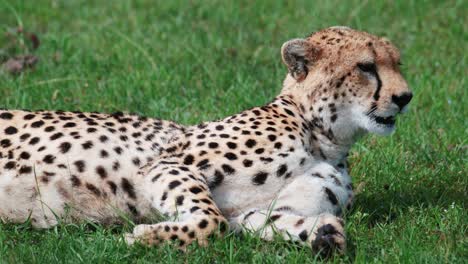 cheetah licking its legs grooming while lying down in masai mara, kenya, africa