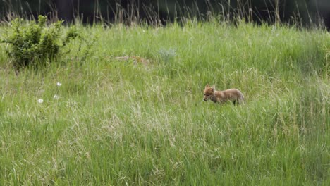 se puede ver a un cachorro de coyote avanzando furtivamente a través de una espesa alfombra de altas hierbas de prado, deteniéndose intermitentemente para escuchar y olfatear el aire, probablemente en busca de la próxima comida en medio de la flora silvestre.