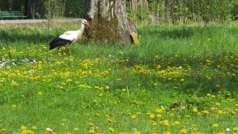 La-Cigüeña-Blanca-Buscando-Comida-En-El-Campo-De-Diente-De-León-En-El-Soleado-Día-De-Primavera,-Plano-Medio-Desde-La-Distancia