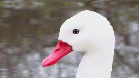 close-up of a white swan with a red bill
