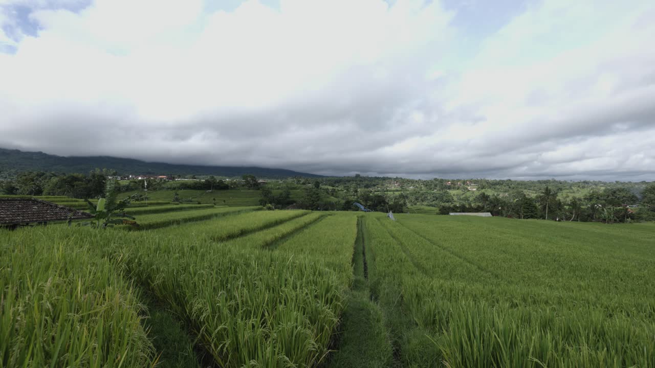 Terraços de arroz de Jatiluwih, vazios e silenciosos, panorâmica para a direita