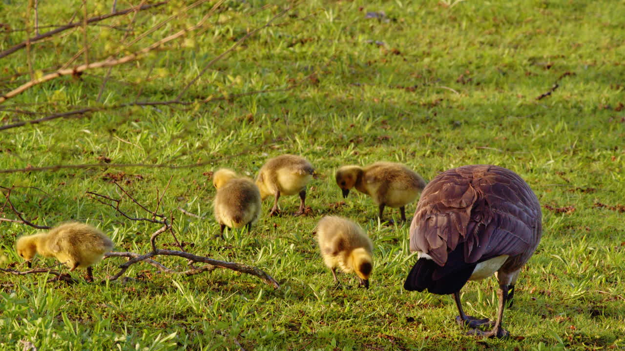 Waddles and ripples—goslings’ first lessons captured in slow motion.