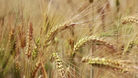 Close-up-Field-Ripe-Golden-Wheat-Wind-Waves-Crane,-Harvest-And-Harvesting-Concept