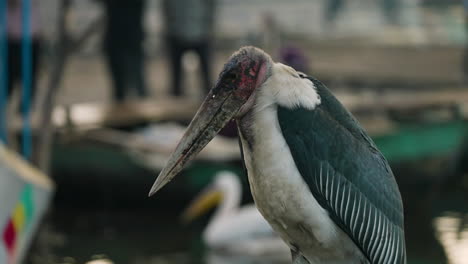 retrato de una cigüeña marabú en el mercado de pescado, lago awassa, etiopía
