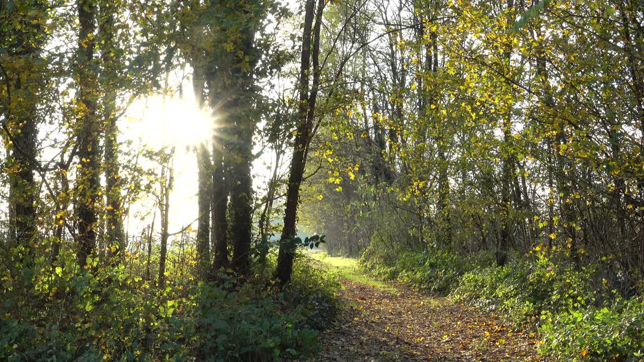 vista del bosque retroiluminado con sendero, carretera, rayo de sol.