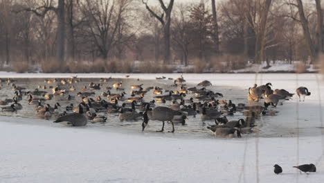 static slomo shot of canadian geese gathered on frozen lake in winter afternoon