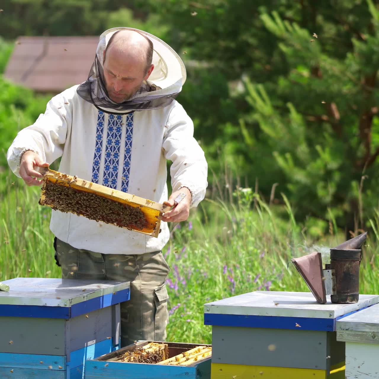 Beekeeper inspects frame with bees. Apiculturist works at apiary in summer. Bees collecting honey in a beautiful sunny day. Beekeeping concept.