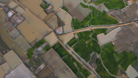 aerial view of agricultural farmland field texture in bangladesh