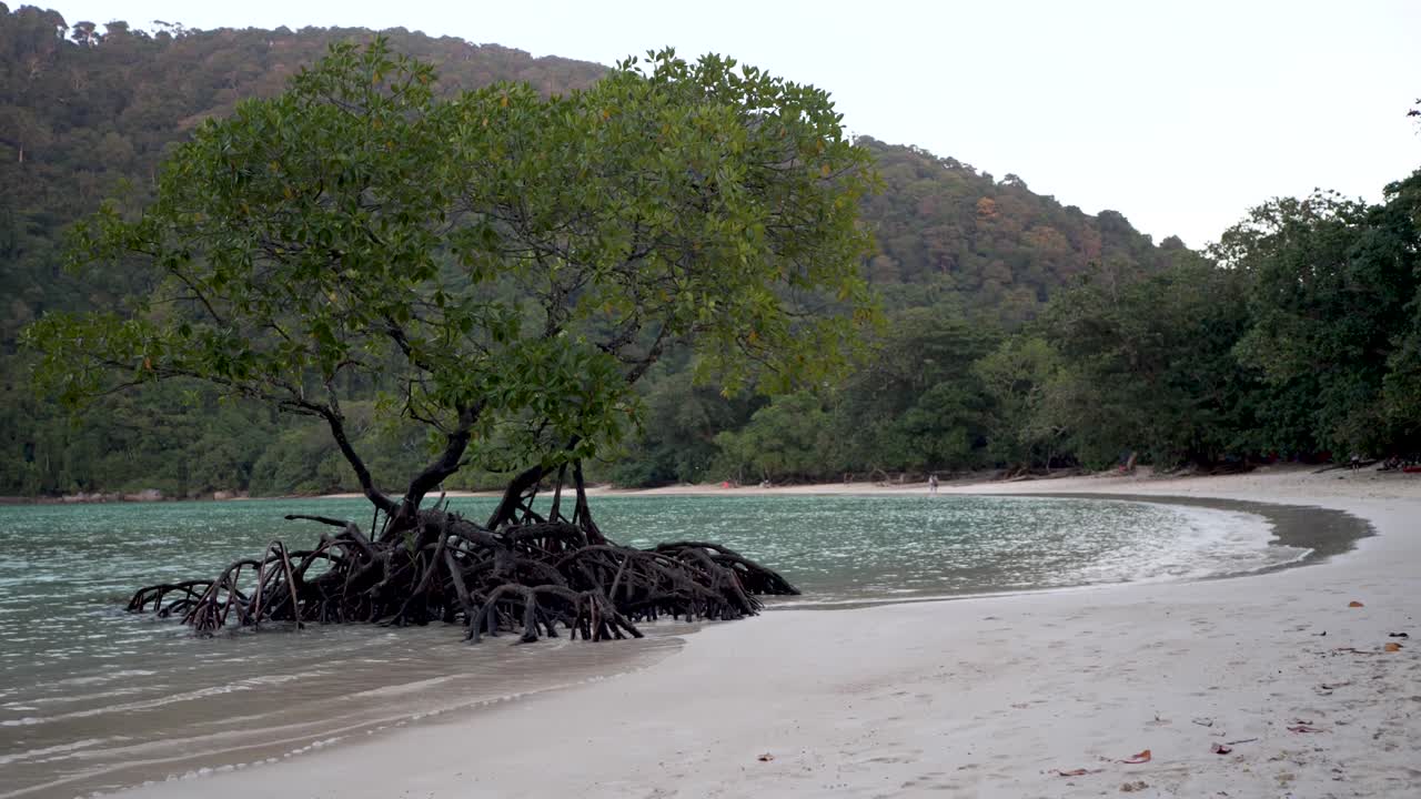 мангровое дерево на пляже, острова сурин, таиланд