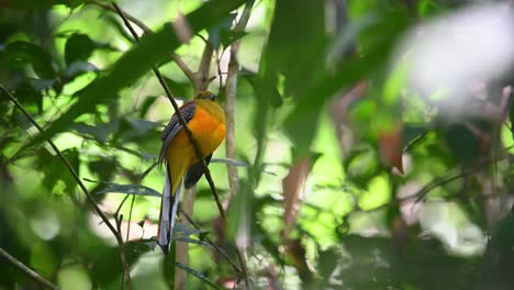 orange-breasted trogon, harpactes oreskios, kaeng krachan national park, thailand