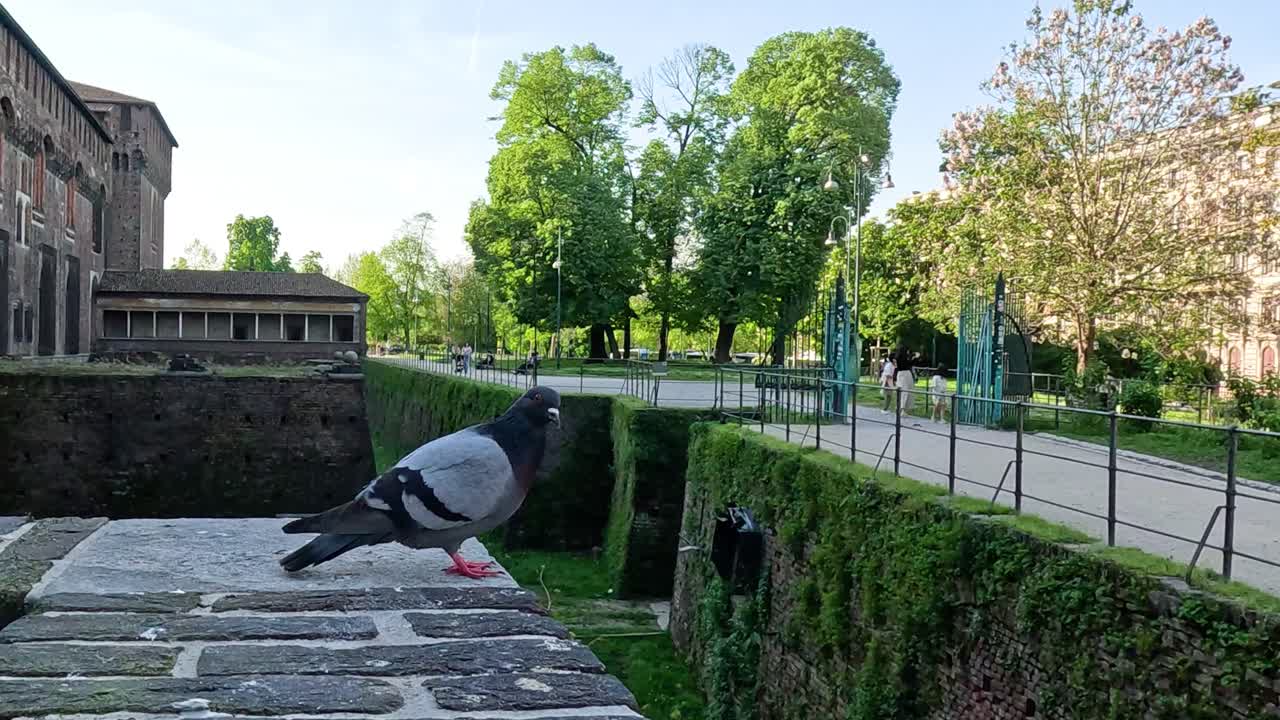 밀라노 의 성벽 에 서 있는 비둘기