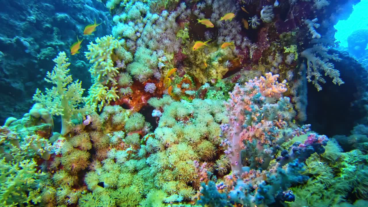 Incredibilmente multicolore della vita sottomarina