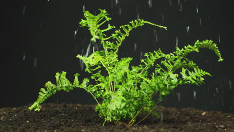 boston fern plant growing in garden soil being watered or in rain