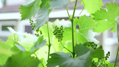 las uvas pequeñas madurando al sol se cierran en las primeras etapas de la vinificación en el jardín.