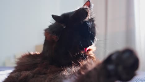 black cat washing itself in slow motion