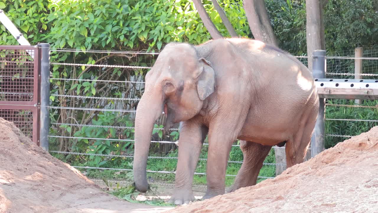 동물원 에 있는 코끼리 가 잎 을 먹고 있다