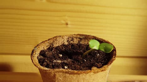 timelapse of a sunflower seed emerging from soil