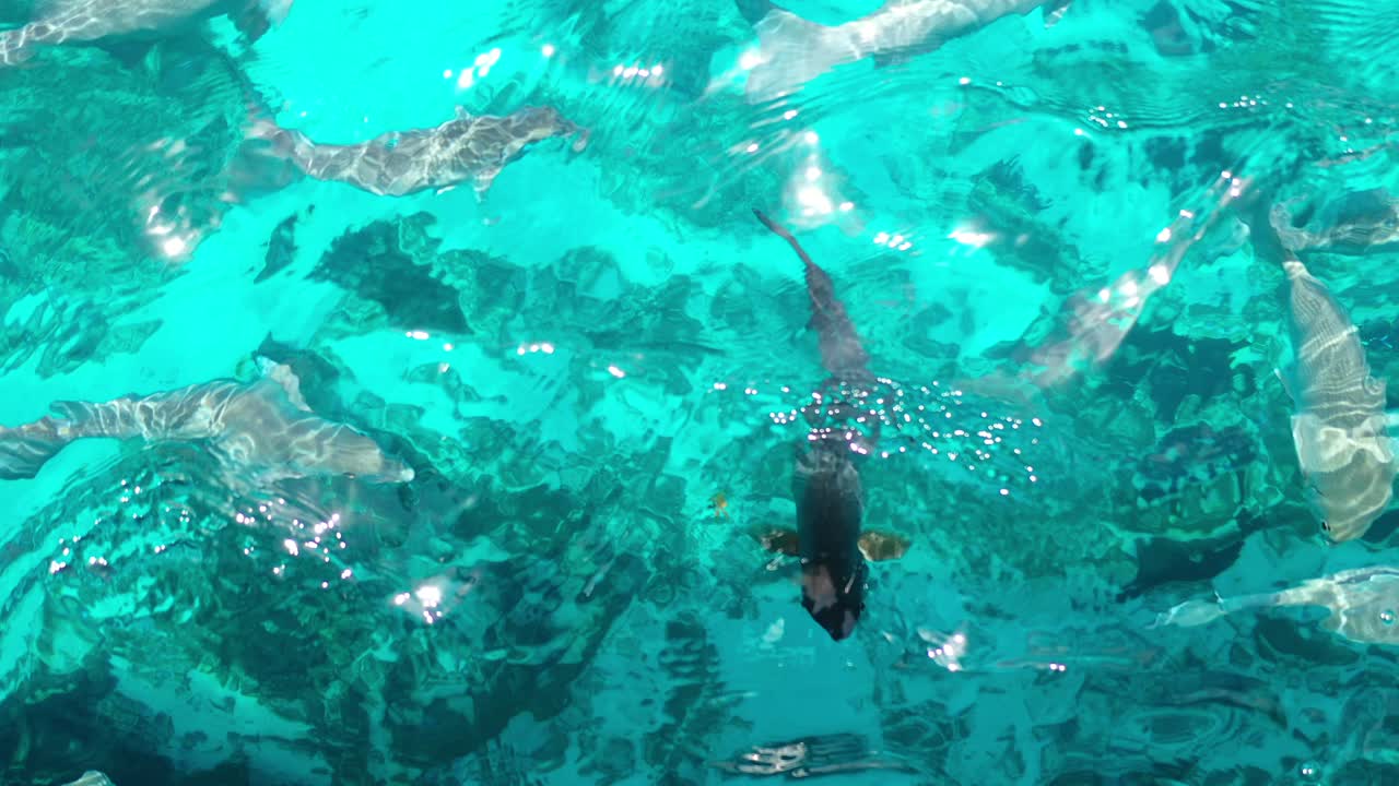 Crystal blue waters, fish, coral reef's beauty